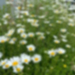 Ox-Eye Daisy