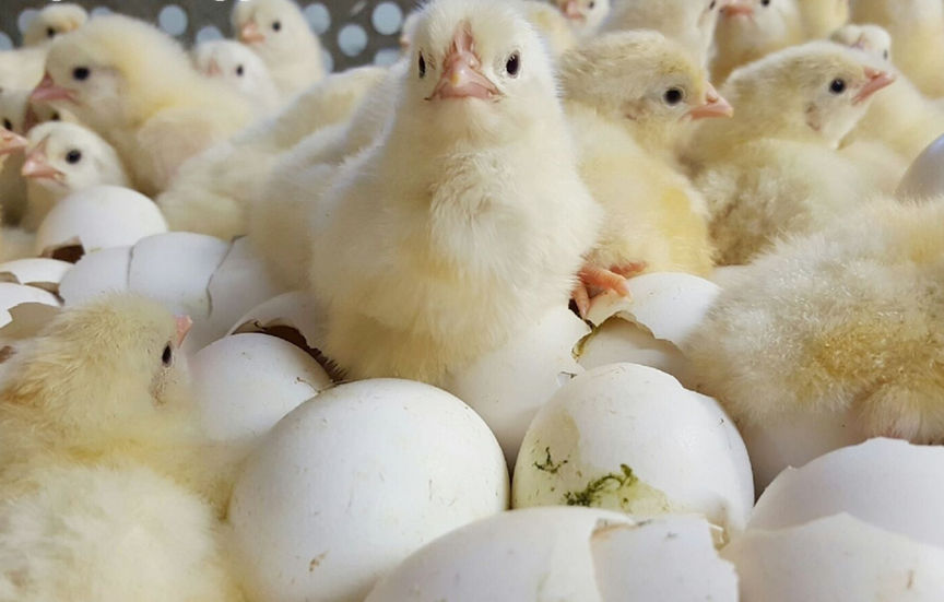 ஒரு லட்சம் கோழிக்குஞ்சுகள்!