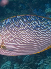 ஓரா மீன்