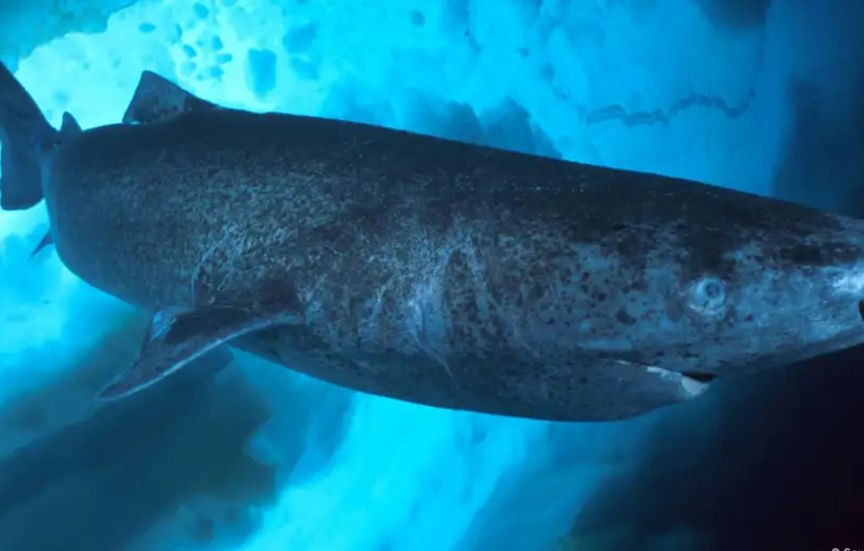 க்ரீன்லாந்து சுறா