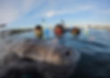 Crystal River Manatee