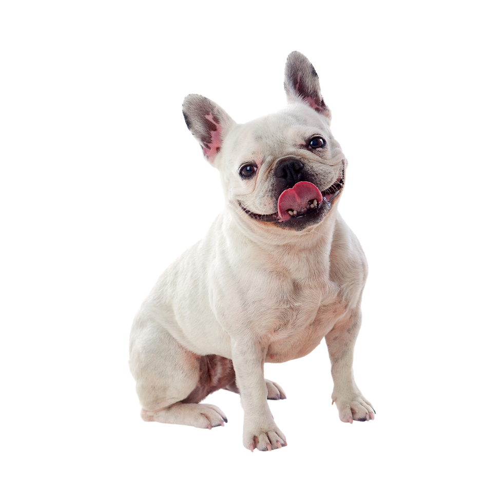 frenchie