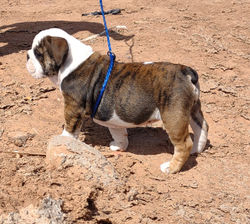 Cannoli 8 weeks
