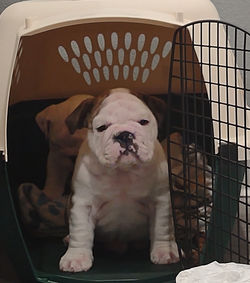 Waffles 10 weeks