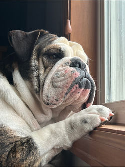 Cannoli 2 years