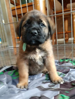 Phoebe 6 weeks