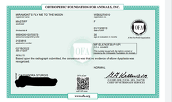 Phoebe OFA elbow certification