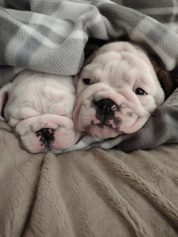Krimpet and Waffles 10 weeks