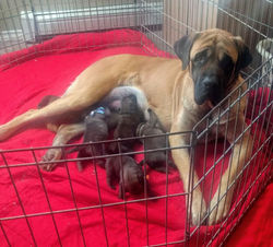 Cordelia and boys 1st litter