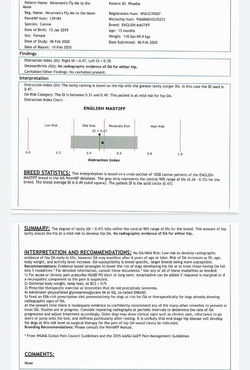 Phoebe pennhip evaluation