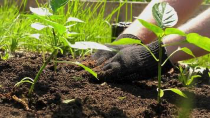 Planting for Emergencies