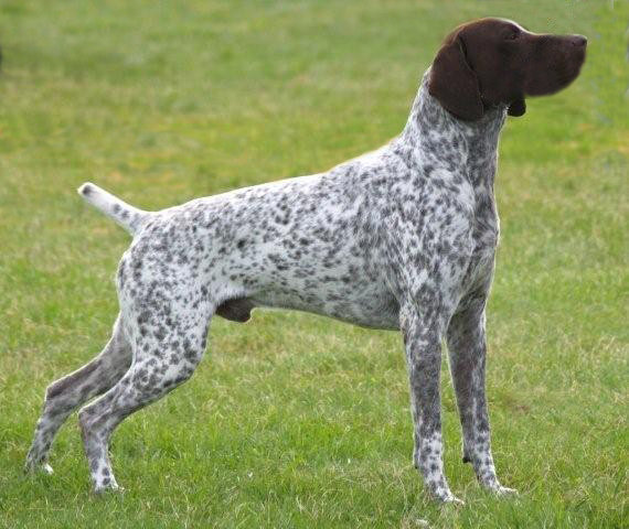 APOLO