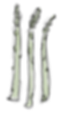 Asparagus_Colour Medium.png