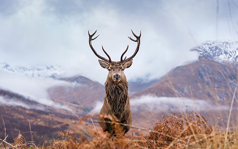 red deer scotland Darbishire Sports Deer Stalking