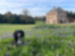 Hall Barn Estate House Dog