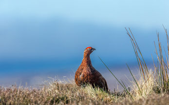 Spring Grouse Report 2021