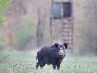 EUROPEAN WILD BOAR
