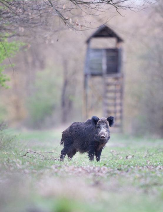 WILD BOAR - Darbishire Sports - Tailored Sporting Agenciy, providing a huge range of bespoke shooting opportunities on some of the UK's most famous Estates