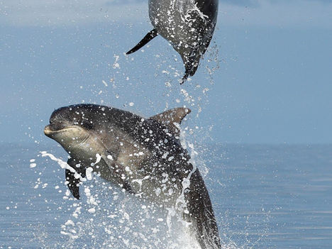 Chanonry Point Dolphins Cawdor Estate