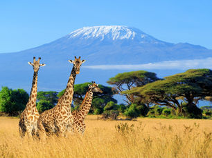 A luxury family safari