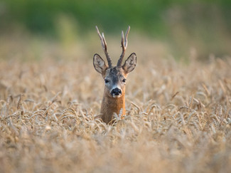 DEER STALKING
