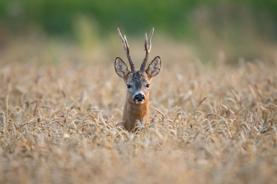 DEER STALKING Darbishire Sports - Tailored Sporting Agenciy, providing a huge range of bespoke shooting opportunities on some of the UK's most famous Estates