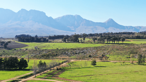 Vergelegen wine estate