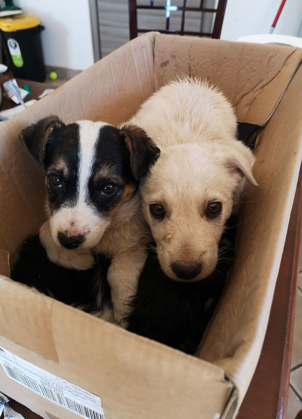 Continuano gli abbandoni, quando finirà in Sicilia tutto questo?!