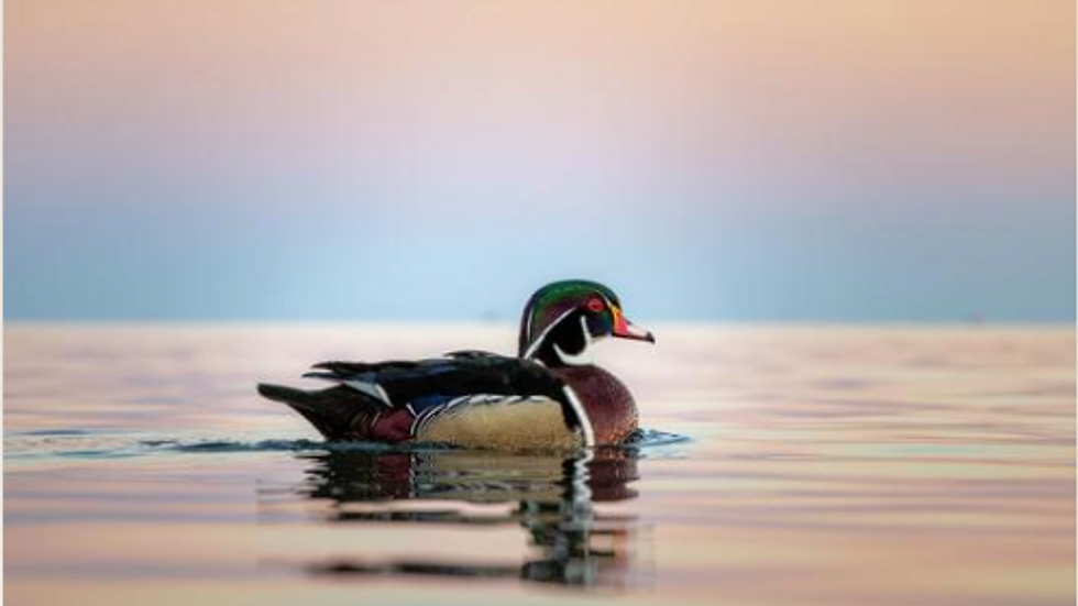 Calm Duck analogy to Luxury Travel