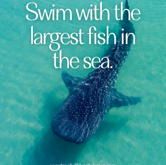 Swim with the largest fish in the sea. Whale sharks