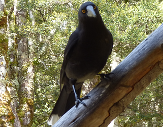 Black currawong wildlife of Knocklofty