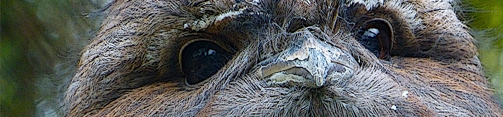 Bird header 2.png