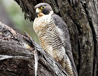Peregrine falcon.png