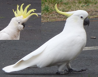 Sulphur cockatoo.png