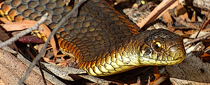 Copperhead.png