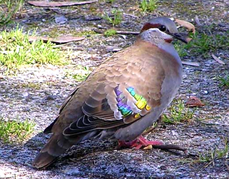 Brush bronzewing.png
