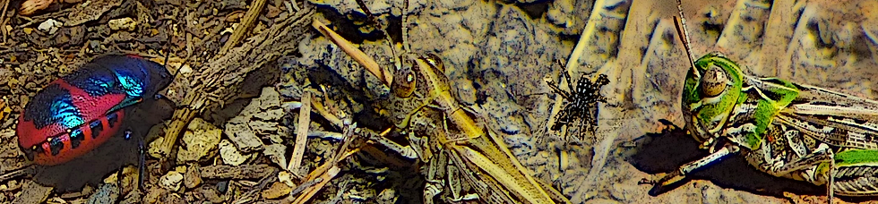 Insects header 2.png