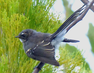 Grey Fantail 2.png
