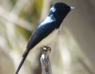 Satin flycatcher.png