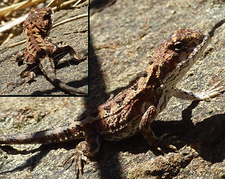 Mountain dragon2.png