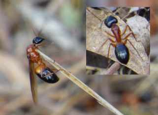 Orange black ants with and without wings.png