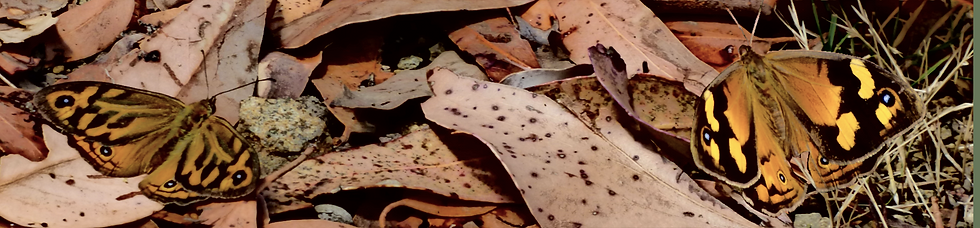 Butterfly header.png