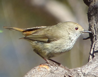 Brown thornbill3.png