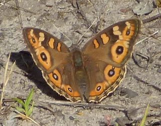 Meadow argus 2.png