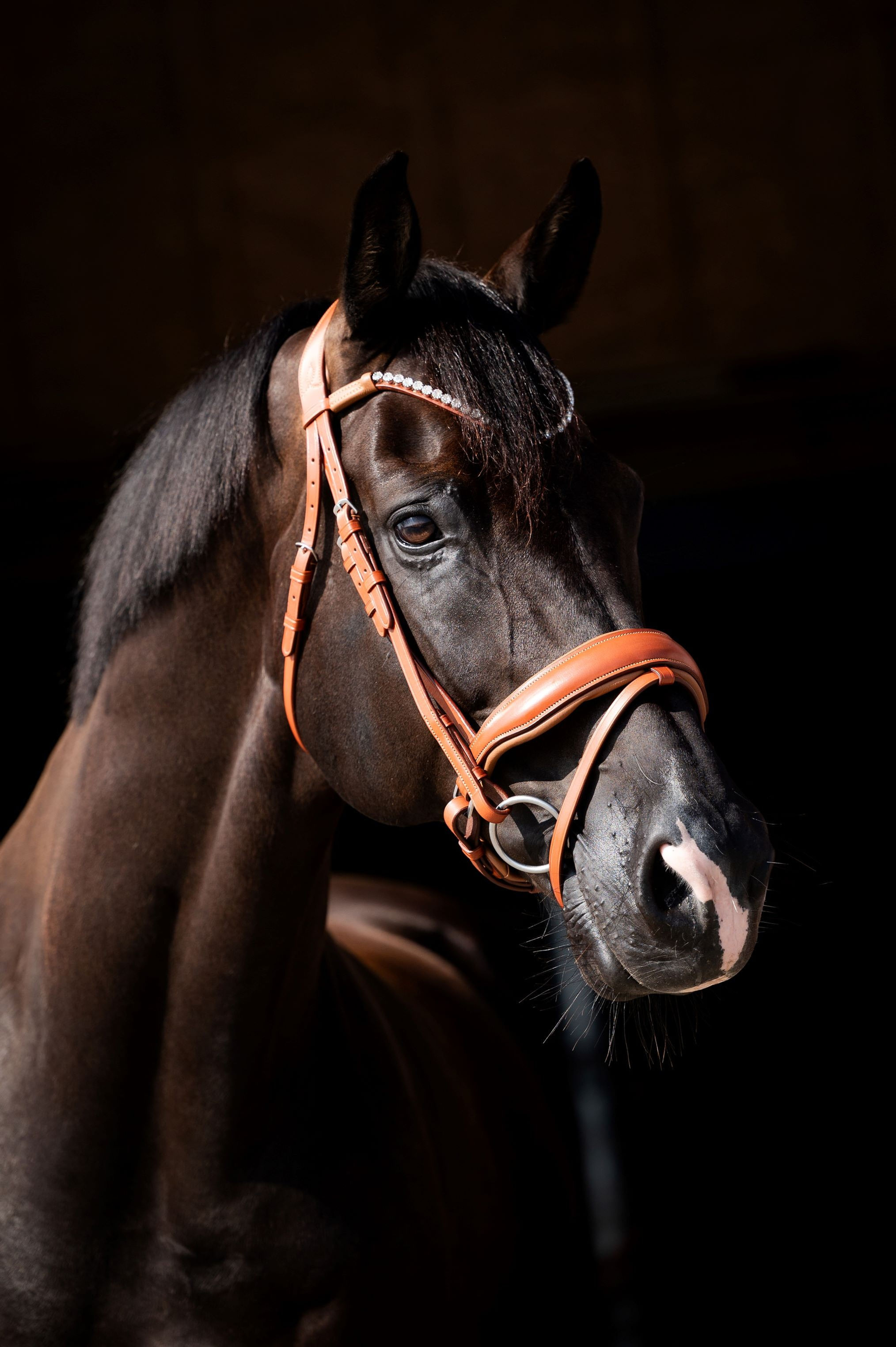 Zwart HB Showtime Chesnuth hoofdstel met grote Swarovski stenen – inclusief leren teugels cognac