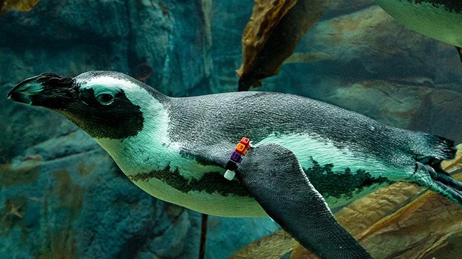 San Diego Zoo LIVE CAMS