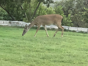 deer.jpg