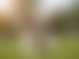 Male or Female Shih Tzu Puppies Which Gender Will Steal Your Heart