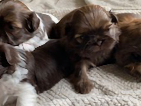 The Unique Personality of a Shih Tzu