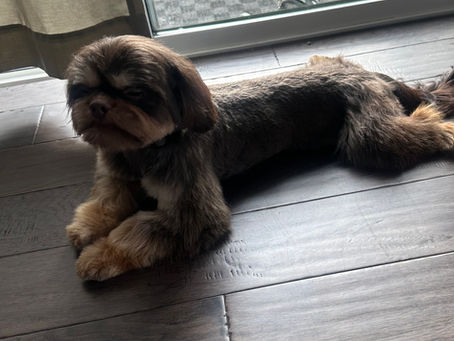 The Ultimate Checklist for Bringing Home a Shih Tzu Puppy